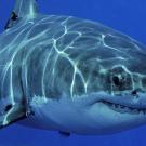 Нападения акул-убийц в египетском шарм-эль-шейхе Акула в шарм эль шейхе